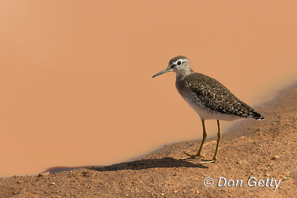 Wood Sandpiper