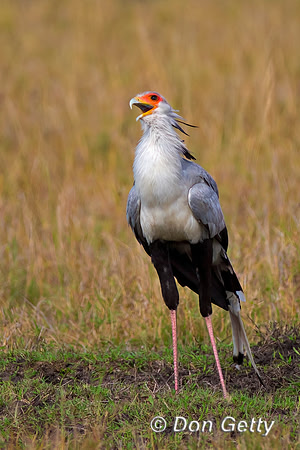 Secretary Bird