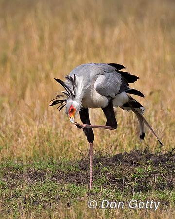 Secretary Bird