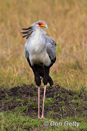 Secretary Bird
