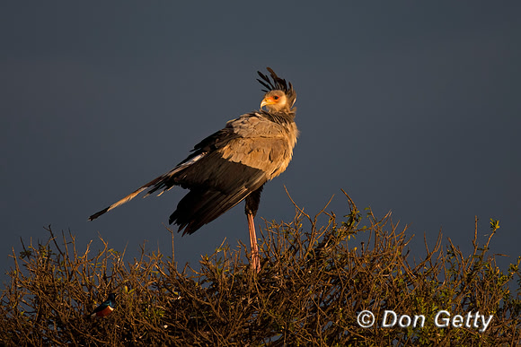 Secretary Bird