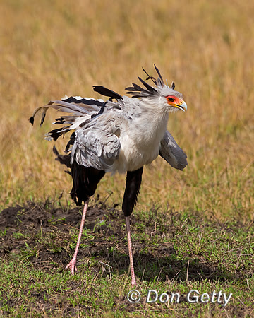 Secretary Bird