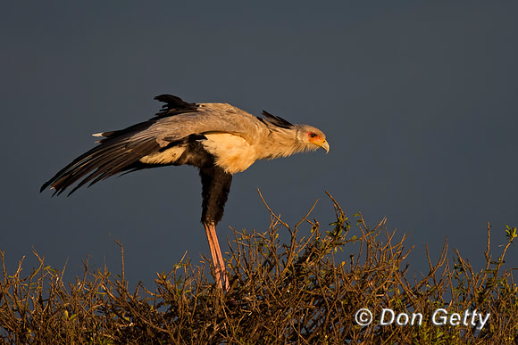 Secretary Bird