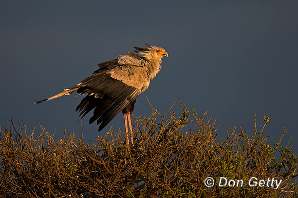 Secretary Bird