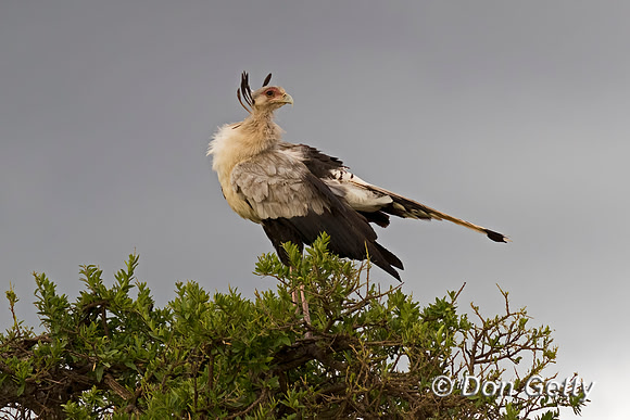 Secretary Bird