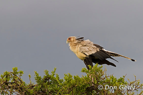 Secretary Bird