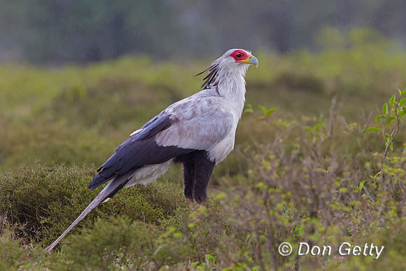 Secretary Bird