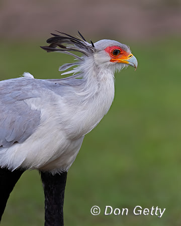 Secretary Bird