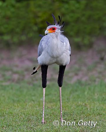 Secretary Bird