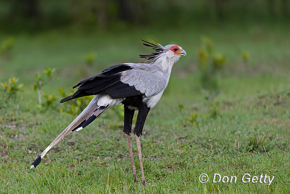 Secretary Bird