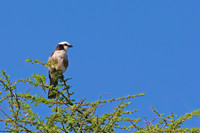 Northern White-crowned Shrike