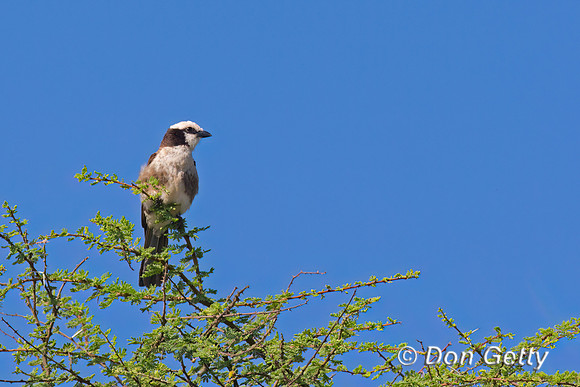 Northern White-crowned Shrike