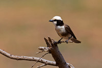 Northern White-crowned Shrike