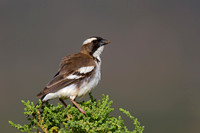 Northern White-crowned Shrike