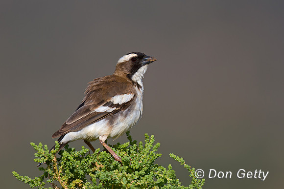 Northern White-crowned Shrike