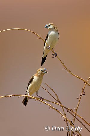 African Silverbill