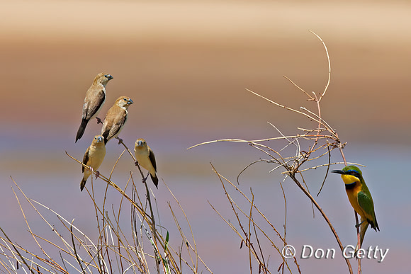 African Silverbill