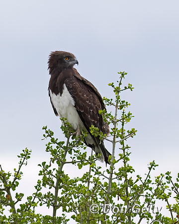 Black-chested Snake Eagle