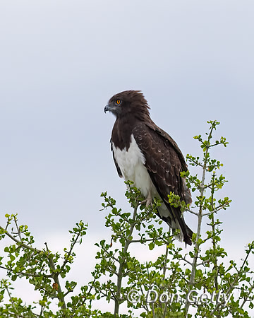 Black-chested Snake Eagle