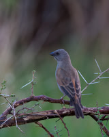 Gray-headed Sparrow