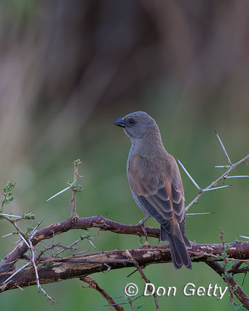 Gray-headed Sparrow