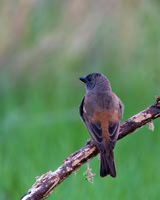 Gray-headed Sparrow
