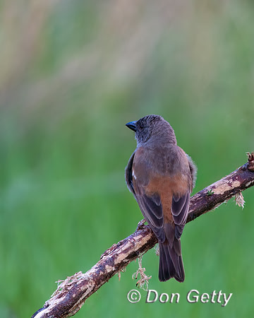 Gray-headed Sparrow