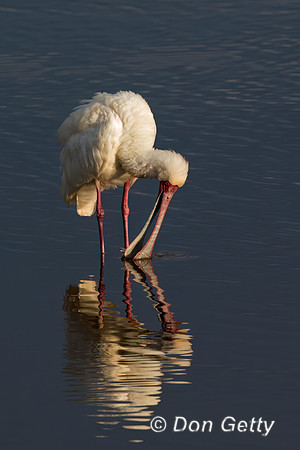 African Spoonbill