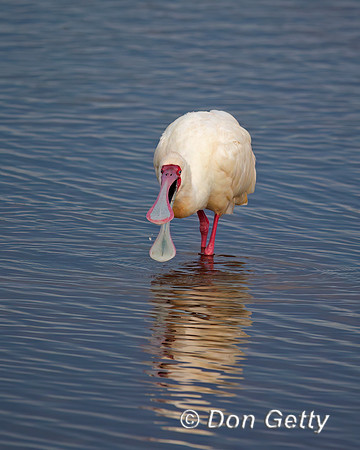 African Spoonbill