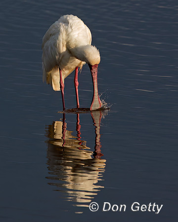 African Spoonbill