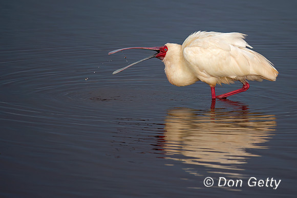 African Spoonbill