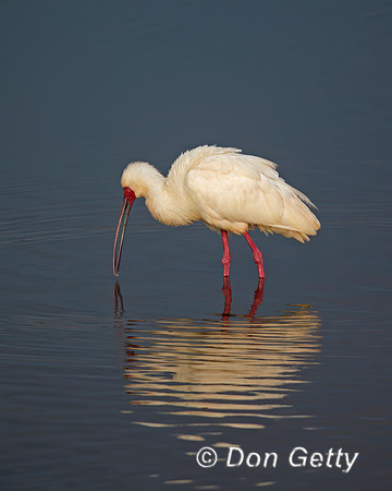 African Spoonbill