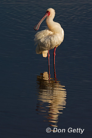African Spoonbill