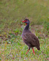 Grey-breasted Spurfowl