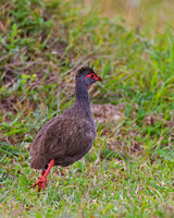 Grey-breasted Spurfowl