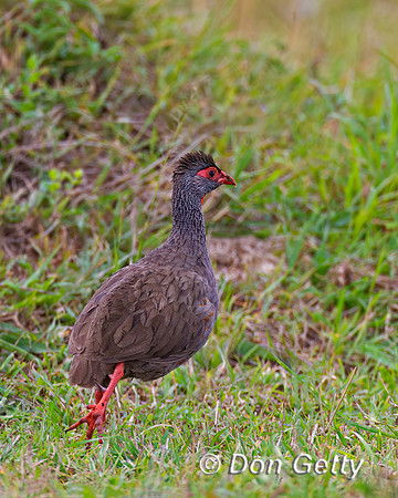 Grey-breasted Spurfowl