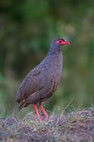 Red-necked Spurfowl