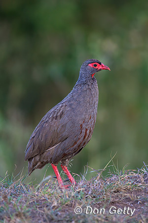 Red-necked Spurfowl