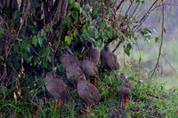 Red-necked Spurfowl