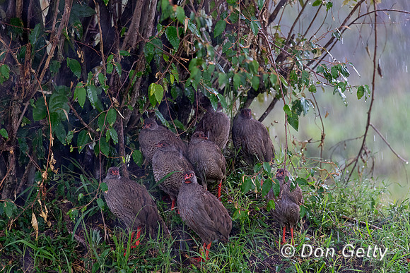 Red-necked Spurfowl