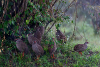 Red-necked Spurfowl