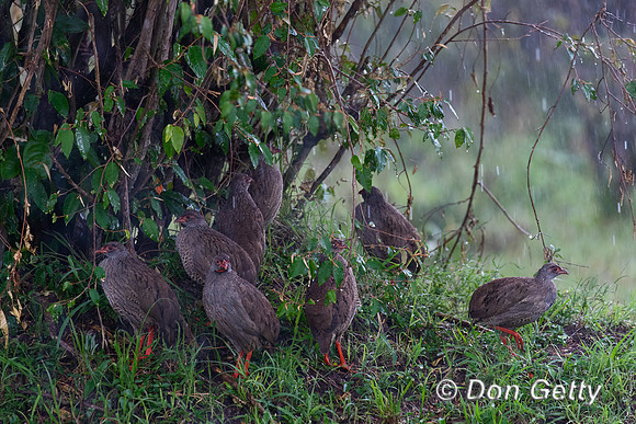 Red-necked Spurfowl