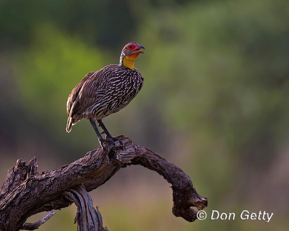 Yellow-necked Spurfowl