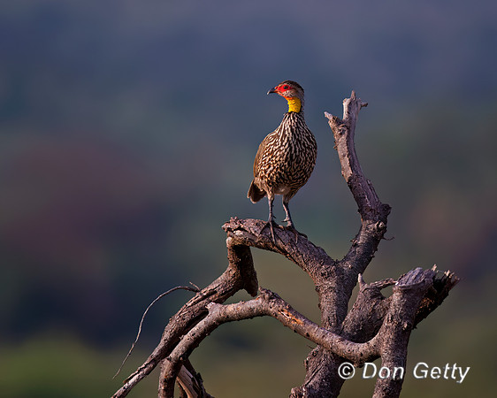 Yellow-necked Spurfowl