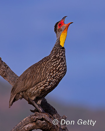 Yellow-necked Spurfowl