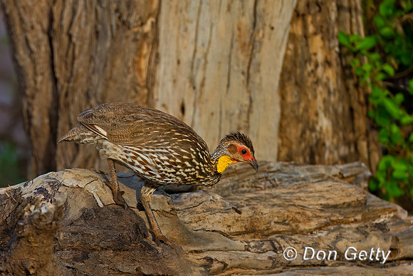 Yellow-necked Spurfowl