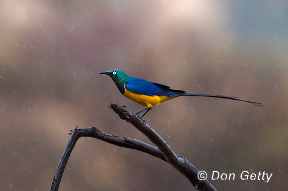 Golden-breasted Starling