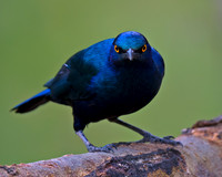 Greater Blue-eared Starling