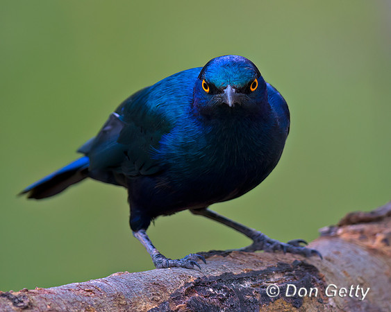Greater Blue-eared Starling