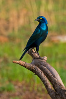 Greater Blue-eared Starling